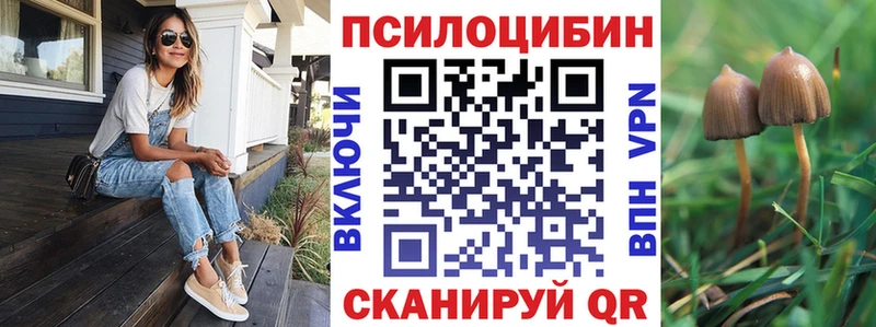 закладка Сальск Псилоцибиновые грибы Cubensis